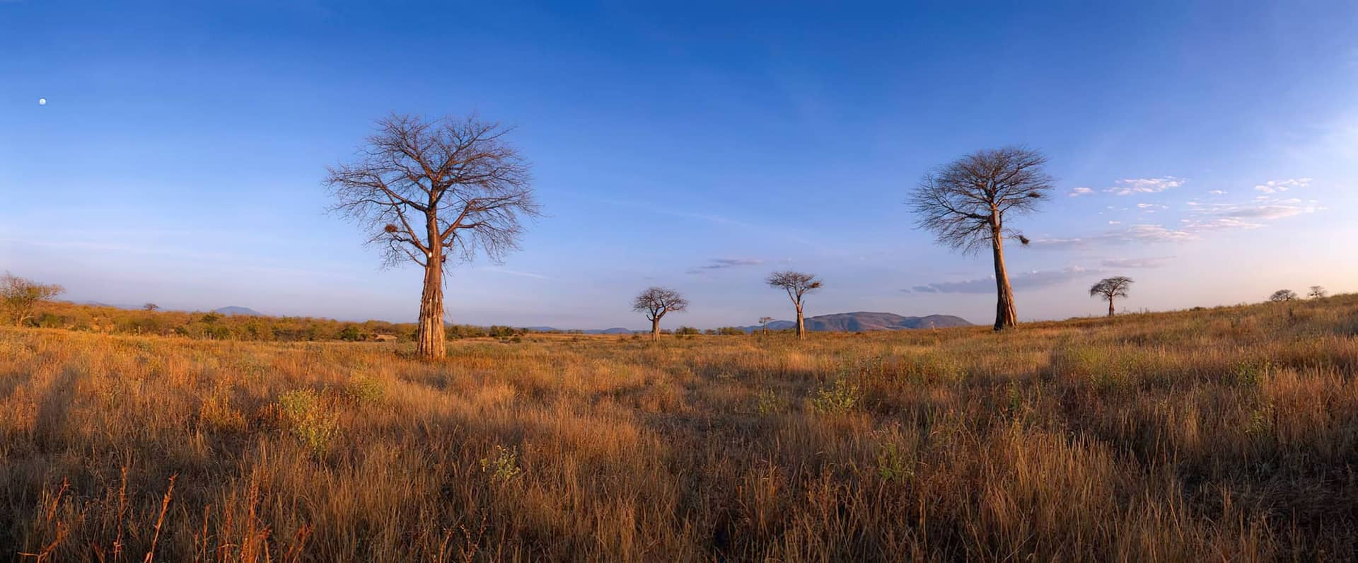 Baobab land