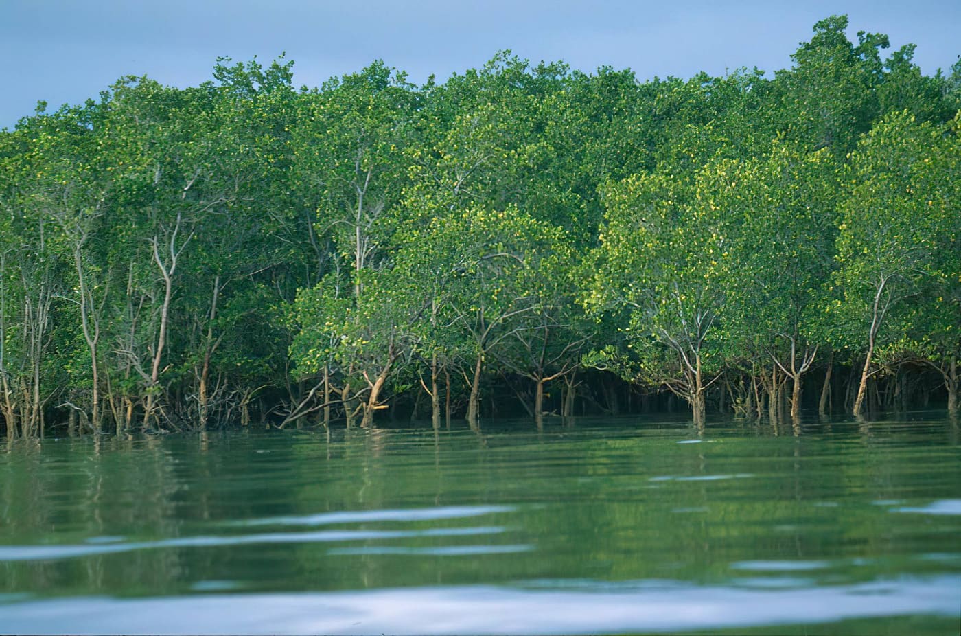 Saadani National Park – mangrove swamps