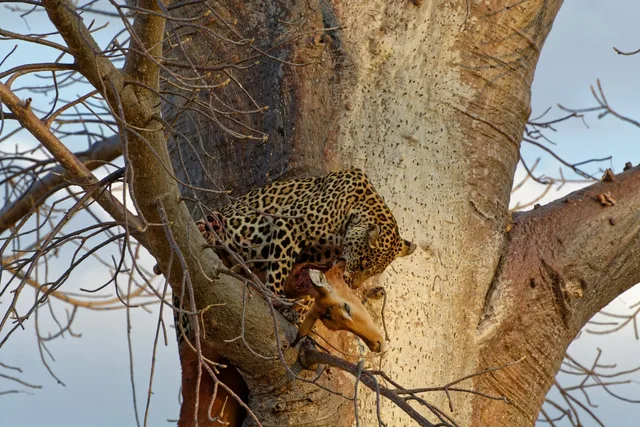 1 Day Ruaha National Park Safari