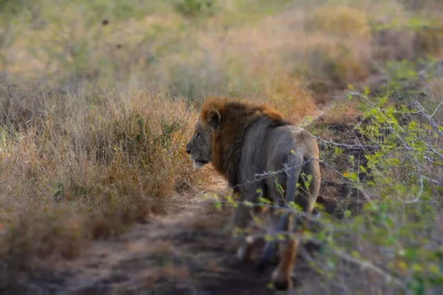 4 Days Serengeti & Ngorongoro Safari