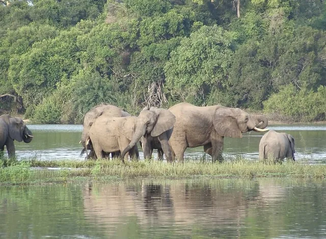 5 Days Ruaha & Nyerere Fly-in Safari