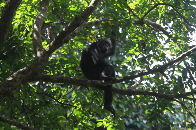 Day Trip to Gombe National Park