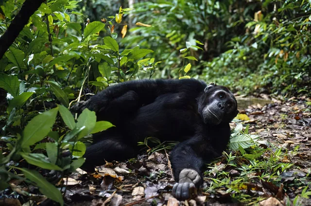 3-4 Days Safari to Gombe Stream National Parks