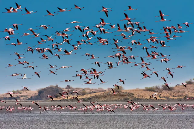 7 Days Rift Valley Adventure to Engaruka, Lake Natron, Ol Donyo Lengai, Lobo, Serengeti and Ngorongoro
