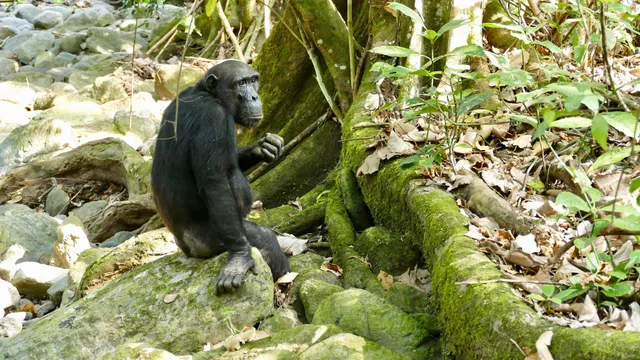 4 Days Safari to Mahale National Park