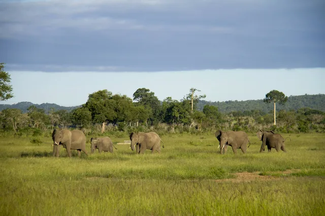 3 Days Safari to Udzungwa & Mikumi National Parks