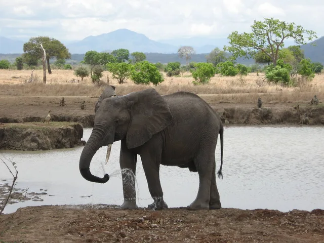 3 Days Safari to Udzungwa & Mikumi National Parks
