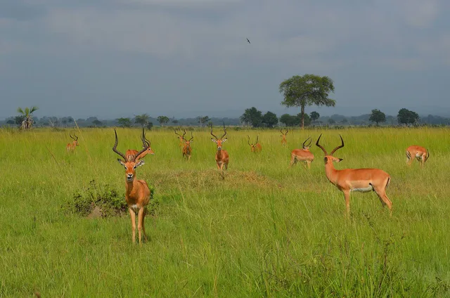 1 Day Mikumi National Park Safari
