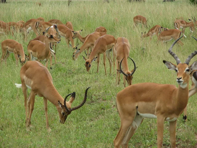 1 Day Mikumi National Park Safari