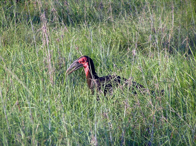 1 Day Mikumi National Park Safari