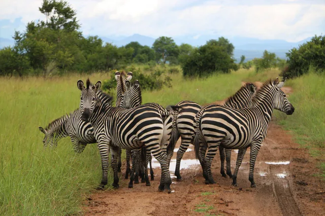 Mikumi National Park – 2 Days