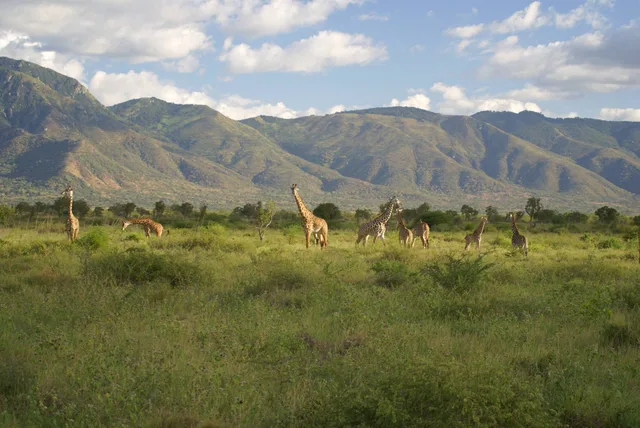 Mkomazi National Park Day Trip