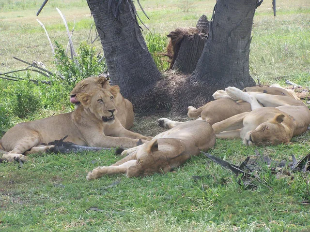 10 Days Safari to Nyerere, Mikumi Udzungwa & Ruaha National Parks