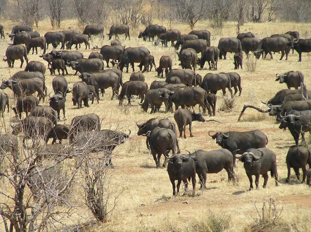 10 Days Safari to Nyerere, Mikumi Udzungwa & Ruaha National Parks