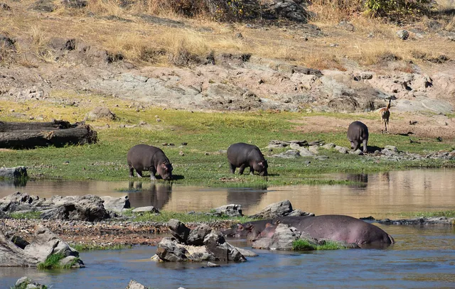 7 Days Safari to Ruaha, Udzungwa and Mikumi National Parks
