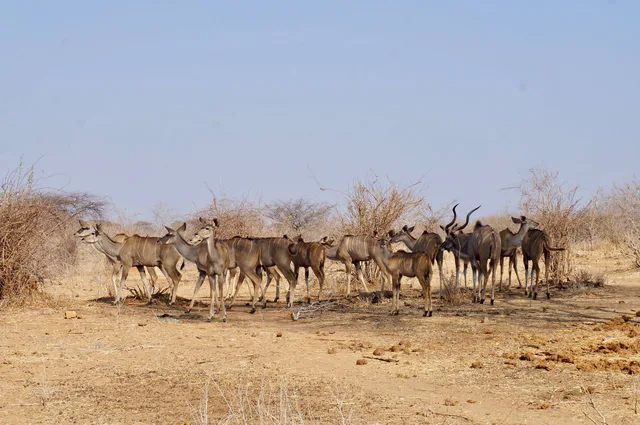 7 Days Safari to Ruaha, Udzungwa and Mikumi National Parks