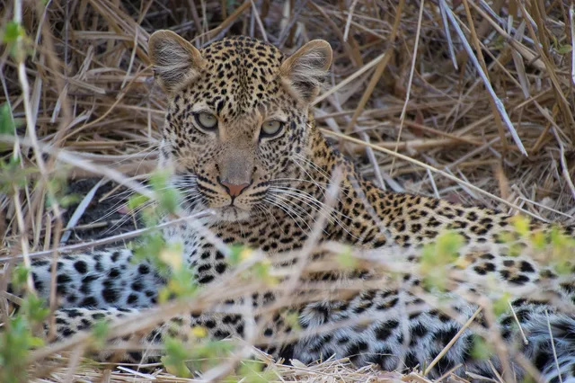 7 Days Safari to Ruaha, Udzungwa and Mikumi National Parks