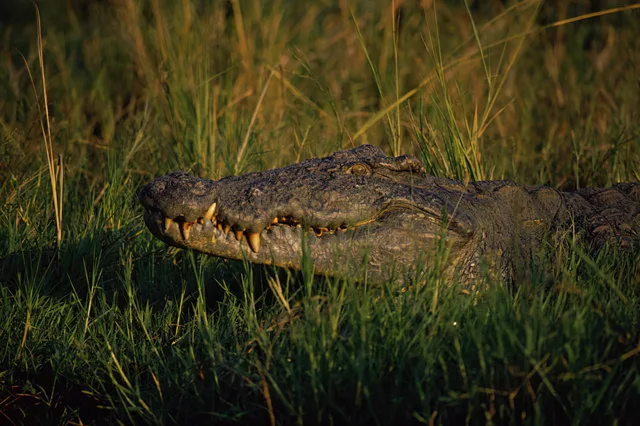 3 Days Safari to Saadani National Park