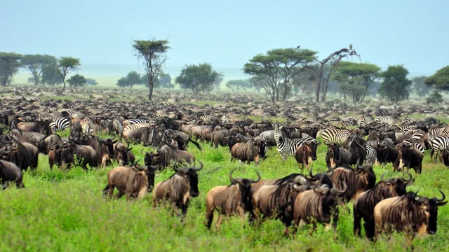 6 Days Great Migration Safari from Zanzibar