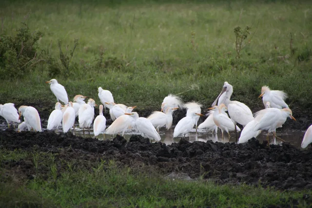 3 Days to Serengeti National Park