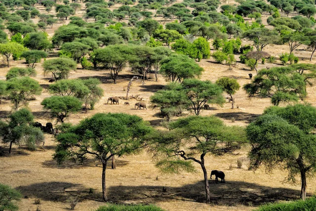 Tarangire National Park Day Trip