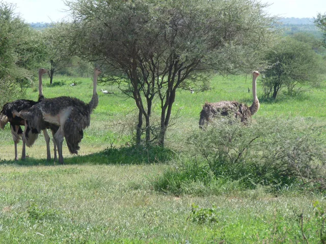 7 Days Tarangire, Ngorongoro, Serengeti, Lake Natron and Manyara Safari