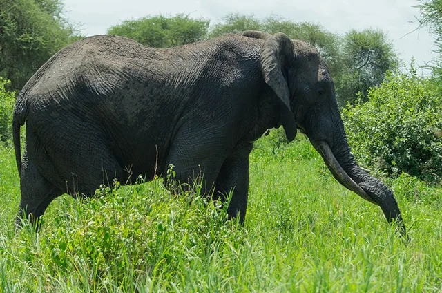 Mikumi National Park – 2 Days