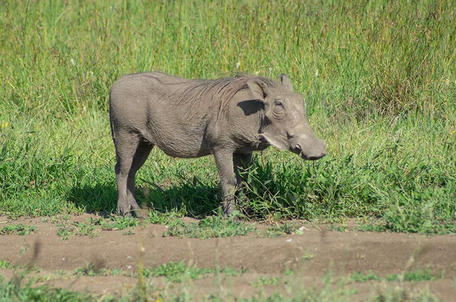 14 Days Ruaha Wilderness Safari