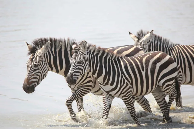 3-Day Budget Private Safari in Tanzania – Tarangire, Ngorongoro & Materuni Waterfall