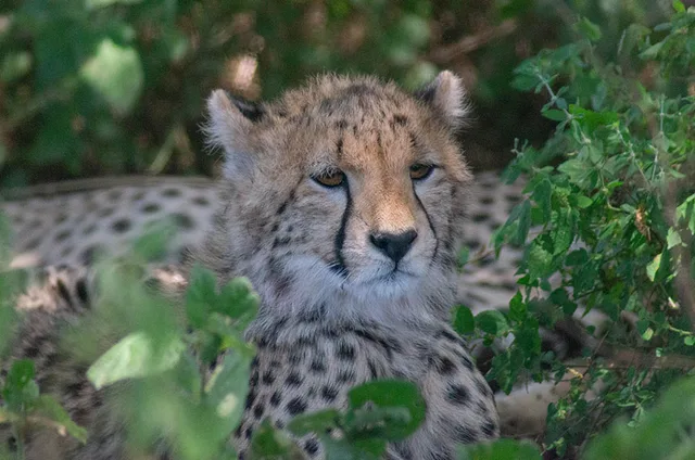 5 Days Mikumi & Ruaha Safari