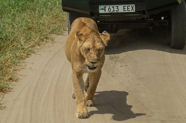 5 Days Mikumi & Ruaha Safari