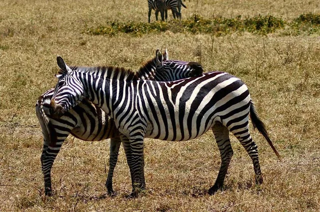 Mkomazi National Park Day Trip