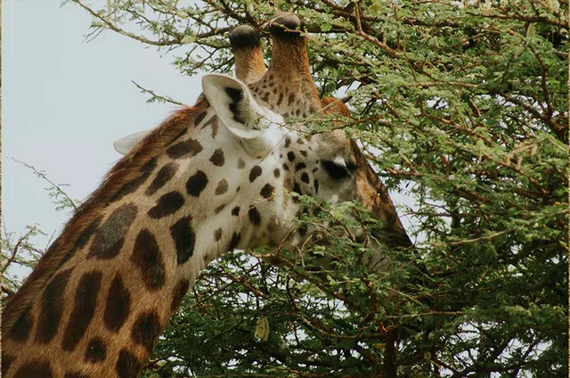 Mkomazi National Park Day Trip