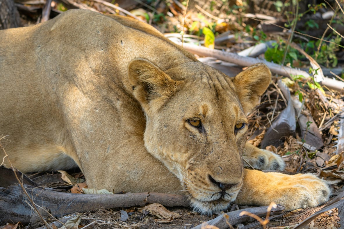 Nyerere National Park