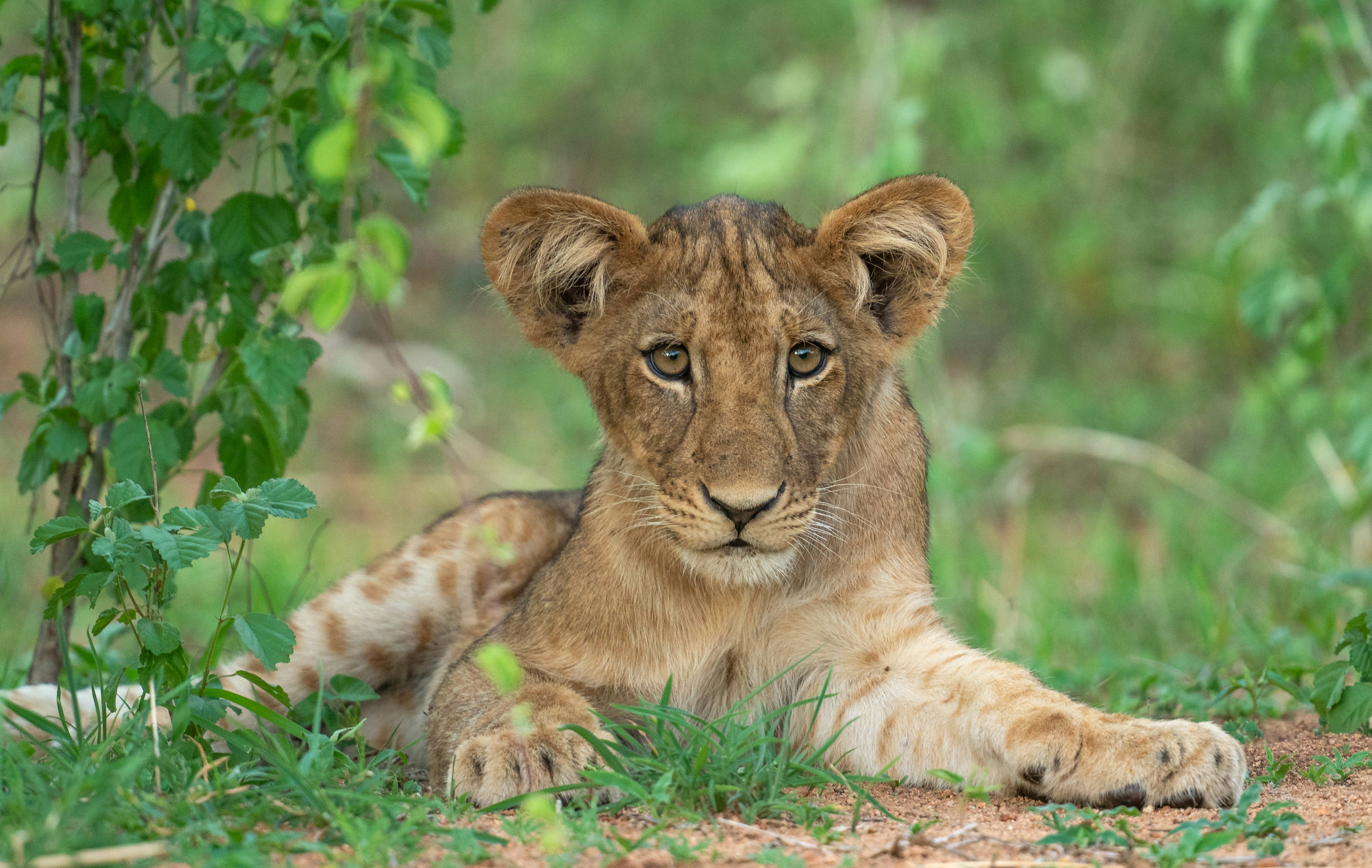 4 Days Ruaha National Park Safari