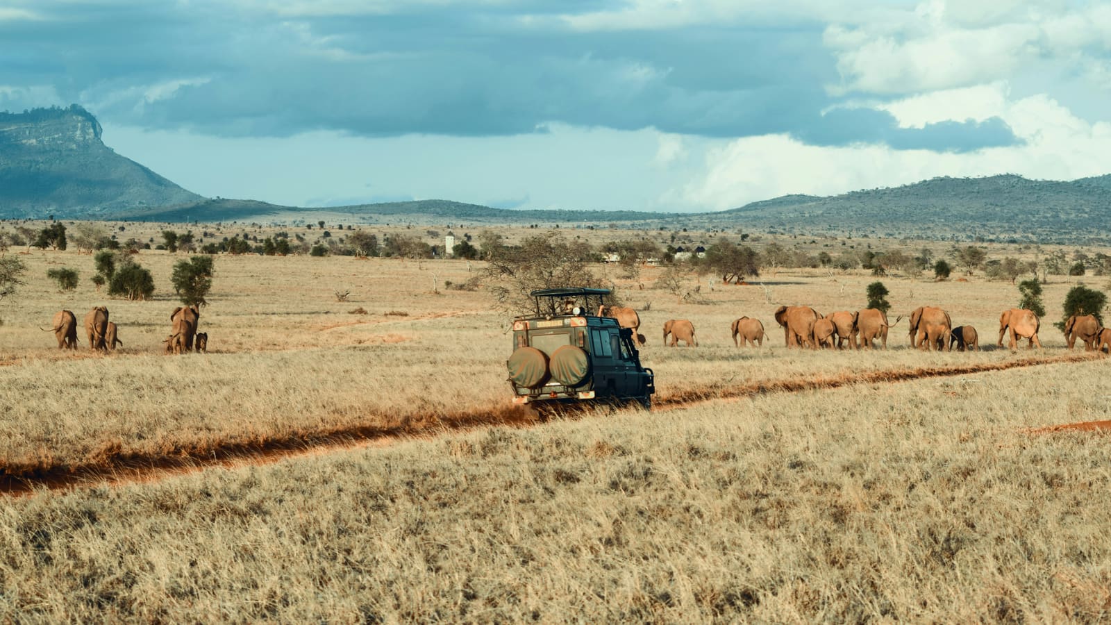 Wildlife on the African savanna