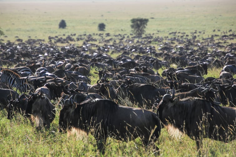 Camping Safari Serengeti Ngorongoro