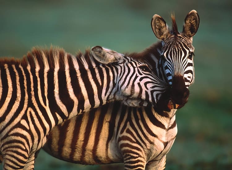 Ibanda-Kyerwa National Park – photo 1