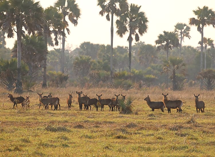 Katavi National Park – photo 2