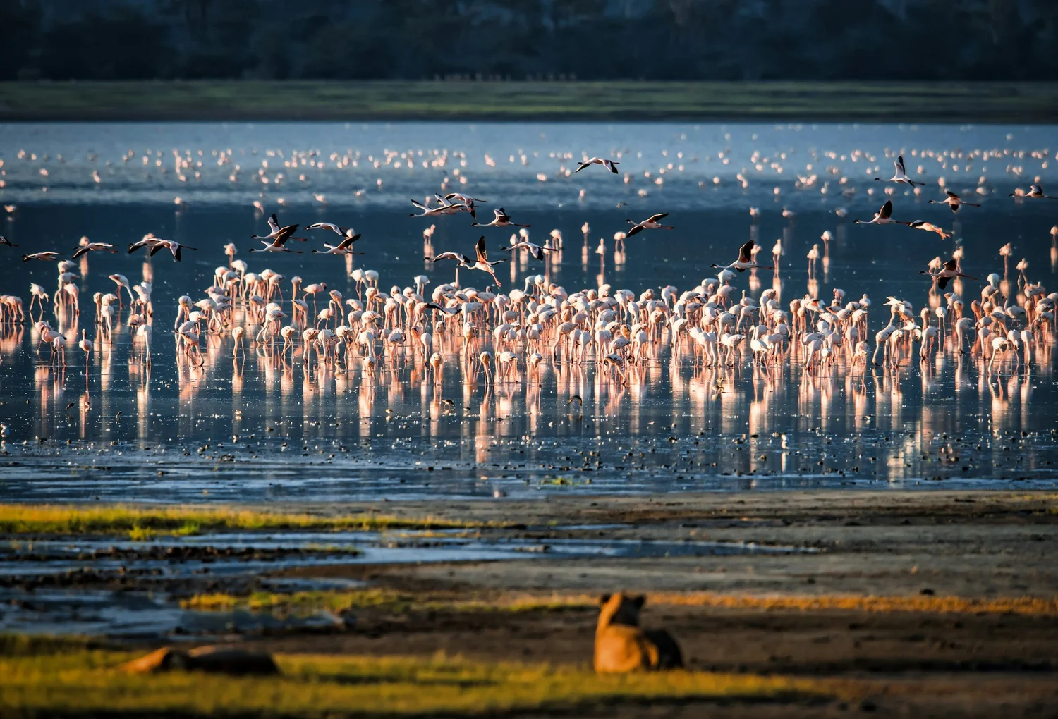 Lake Manyara National Park – Flamingo Shoreline