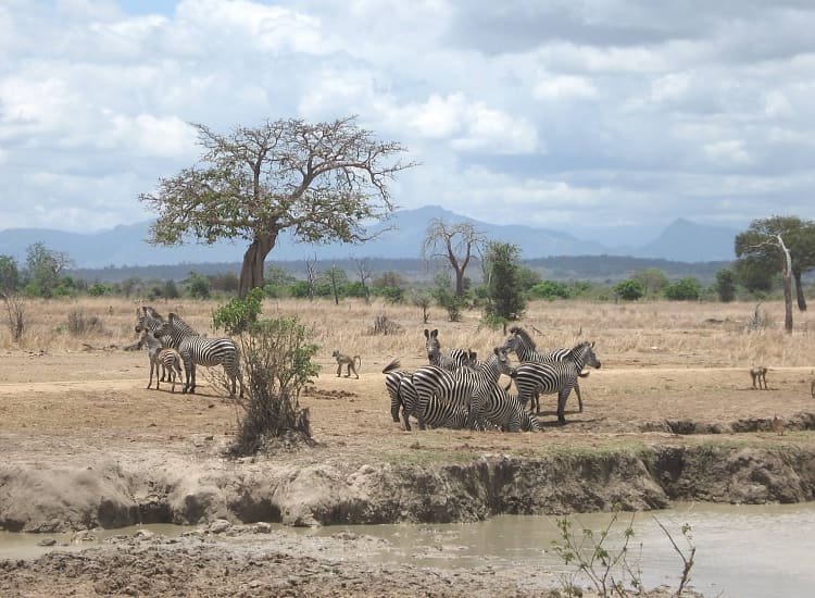 Day trip safari in Mikumi National Park
