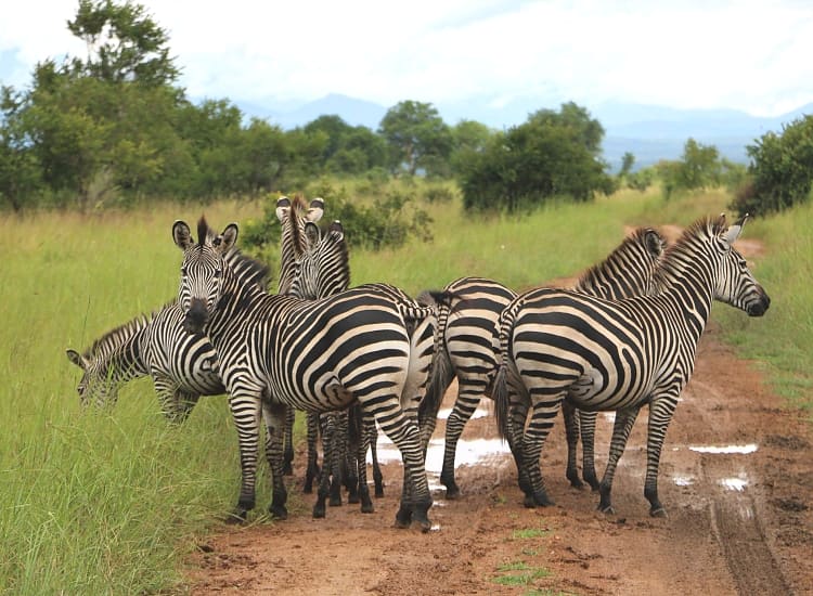 Mikumi National Park – photo 2
