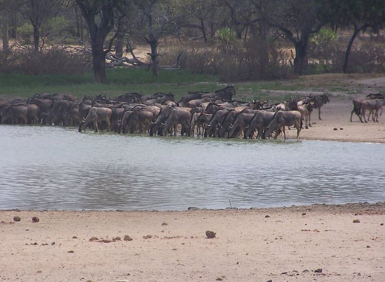 Nyerere National Park – photo 2