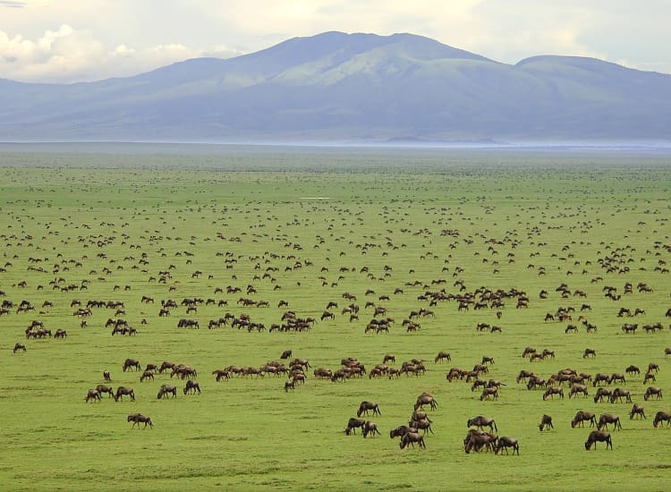 4 Days Serengeti and Ngorongoro