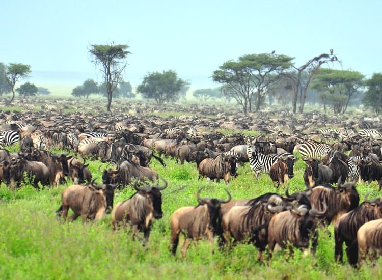 Serengeti National Park – photo 1