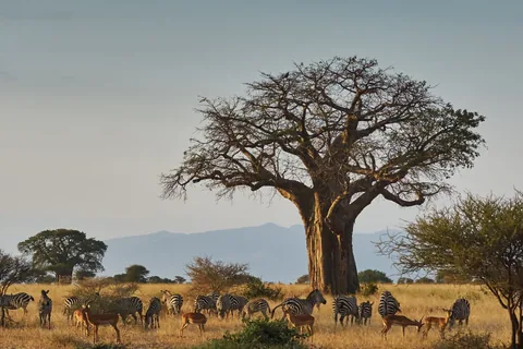 Tarangire National Park – Birding