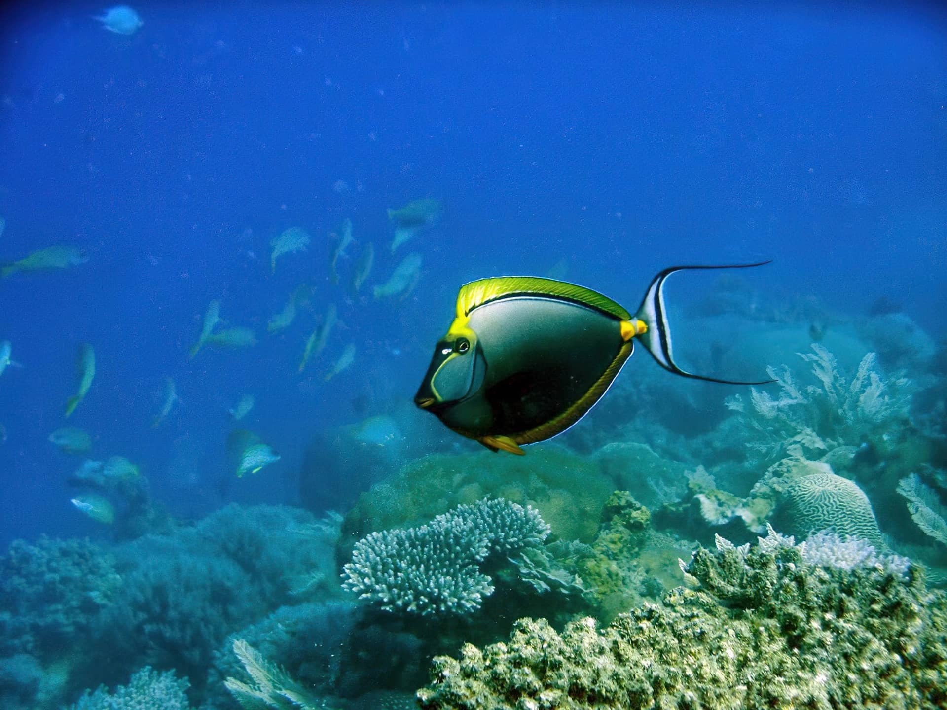 Mnazi Bay - Ruvuma Estuary Marine Park