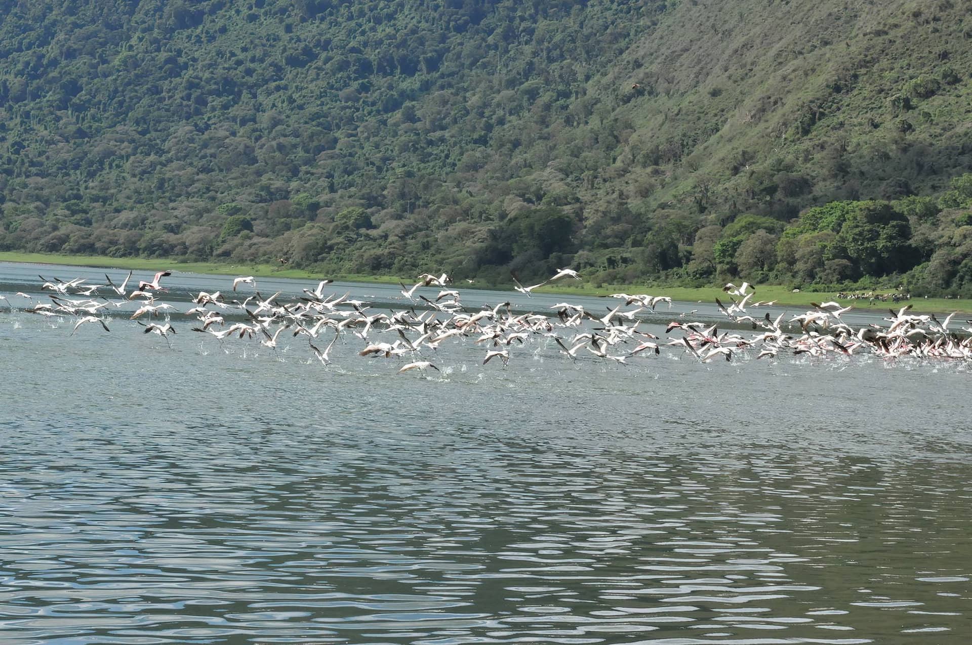 Game Drives