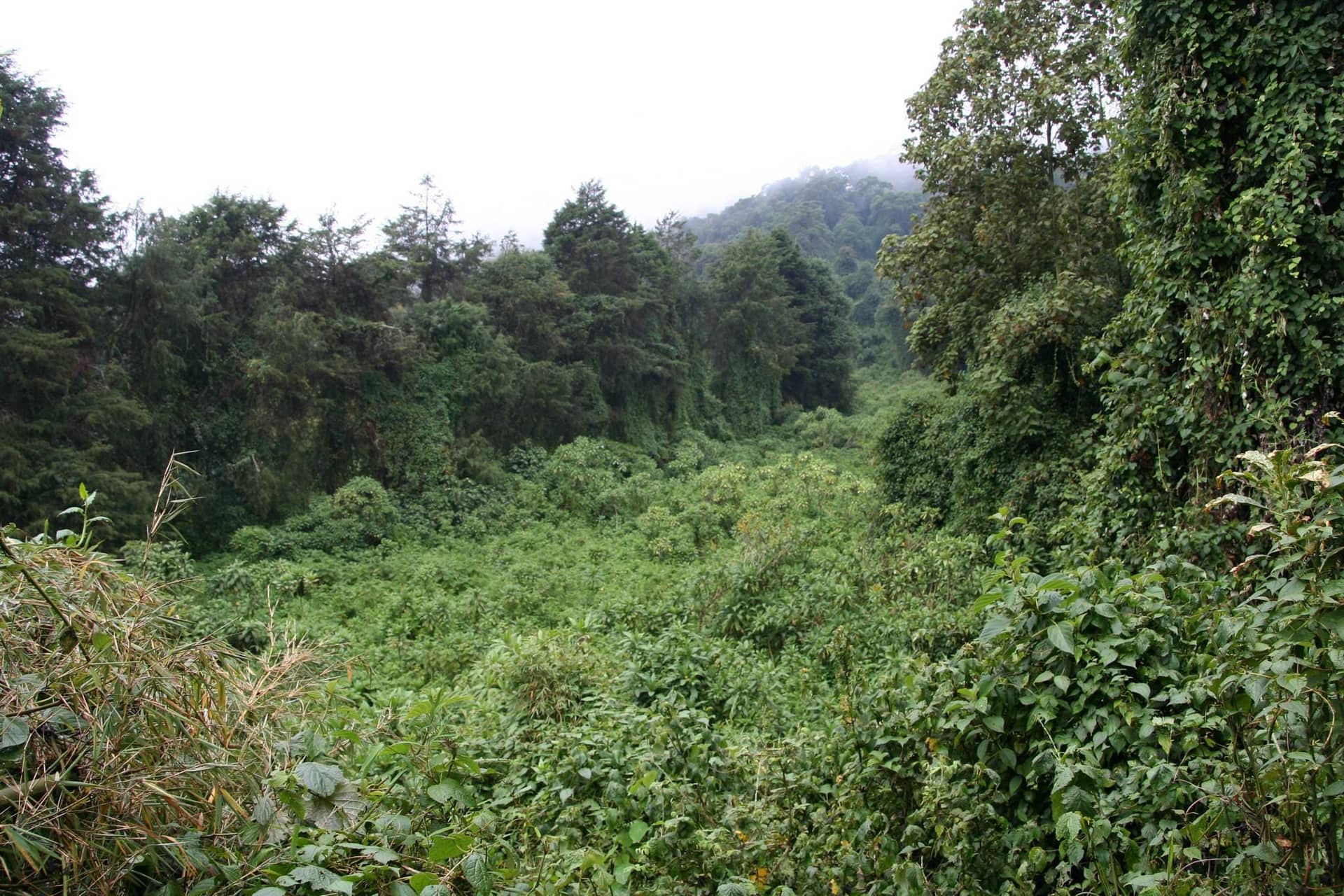 Chimpanzee Trekking