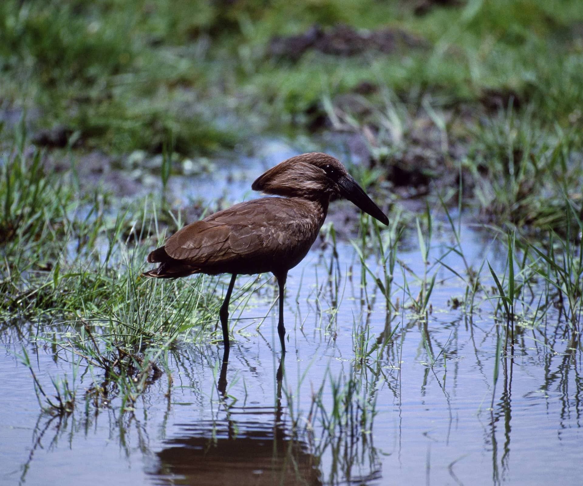 Lake Manyara National Park